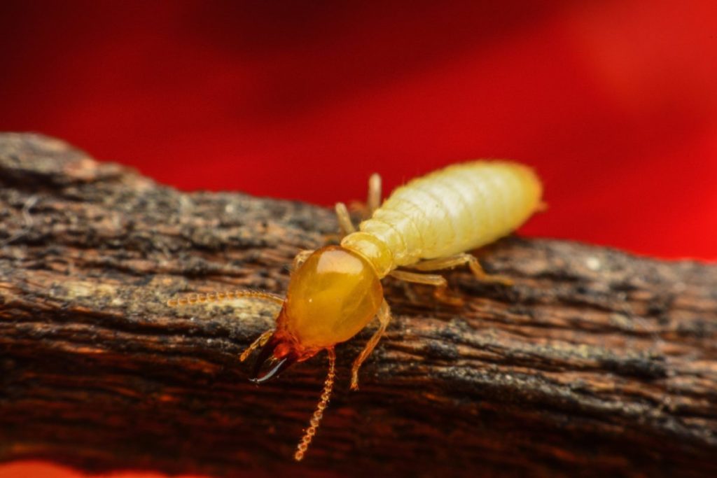 termite