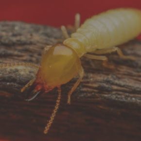 Termite Treatments